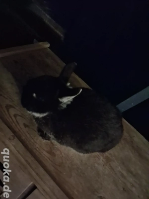 Hallo ich verkaufe einen zucht Zwergkaninchen 