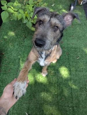 Scotty ist bereits in Deutschland. Zum Kennenlernen dürfen Sie ihn gerne besuchen. 