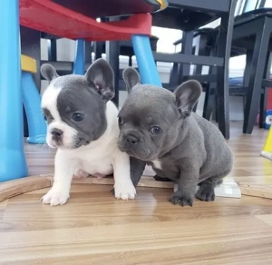 Französische Bulldoggen Welpen suchen ein schönes Zuhause