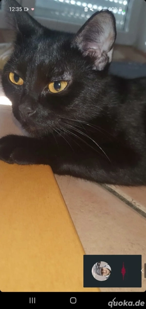 Liebevolle Bombay Katzen Dame sucht neues Zuhause 