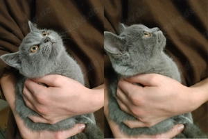 Wunderschöne BKH Kätzchen-Junge sucht ein neues, liebevolles Zuhause