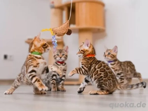  Zauberhafte, reinrassige Bengal Katzen Kitten mit Stammbaum suchen neues zu Hause