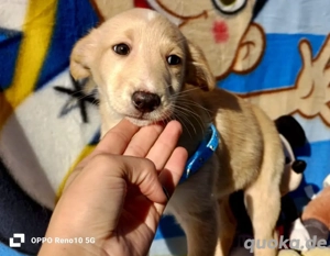 BARNEY    kleiner Sonnenschein sucht sein Zuhause 