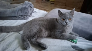 BKH-BLH-Katerchen in der Farbe blue, 9 Monate alt Bild 2