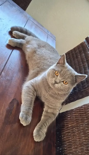 BKH-BLH-Katerchen in der Farbe blue, 9 Monate alt