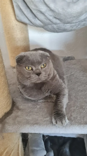 Zwei BKH Katzen in gute Hände abzugeben 