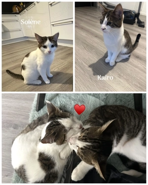 Zutrauliche Jungkatzen Kairo & Solene (Maine Coon x BKH), komplett mit Zubehör