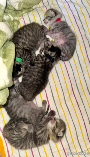 5 BKH Kitten sind da!