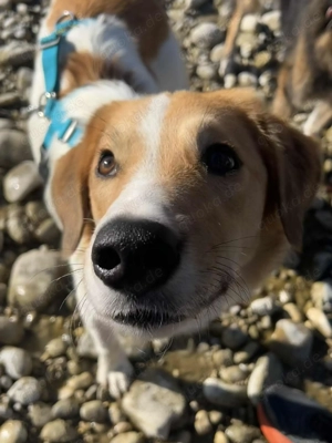 Hübscher Momo wartet in München! Bild 2