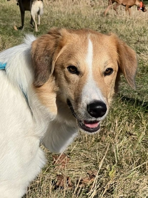 Hübscher Momo wartet in München! Bild 3