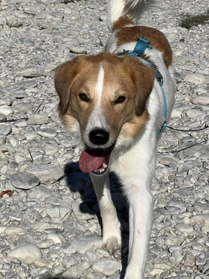 Hübscher Momo wartet in München! Bild 5