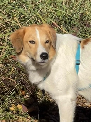 Hübscher Momo wartet in München! Bild 4