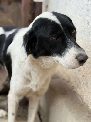 Ich bin KAIA   und ich wünsche mir ein Leben außerhalb der Gitter