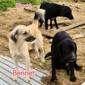 Limahl sucht ein liebevolles Zuhause Bild 9