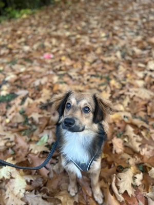 Kleiner Milow sucht sein neues Zuhause 