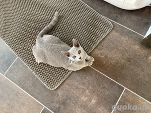  Kastrierte Russisch Blau  mit Stammbaum Bild 7