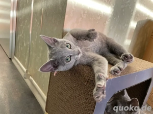 Abgabebereit!Russisch Blau kitten mit Stammbaum