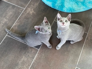 Russisch blau kitten mit Stammbaum