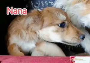 Nana braucht ein richtiges Zuhause