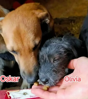 Olivia braucht ein Zuhause für immer Bild 7