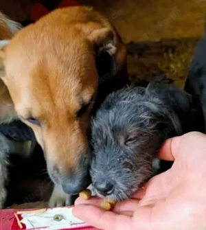 Oskar - schenkst du ihm ein liebevolles Zuhause? Bild 8