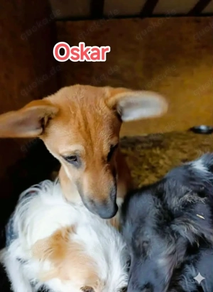 Oskar - schenkst du ihm ein liebevolles Zuhause? Bild 5