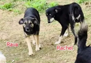 Rava - suchst du eine Begleiterin fürs Leben? Bild 5