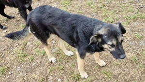 Rava - suchst du eine Begleiterin fürs Leben? Bild 6