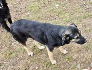 Rava - suchst du eine Begleiterin fürs Leben? Bild 4