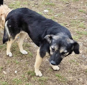 Rava - suchst du eine Begleiterin fürs Leben? Bild 3