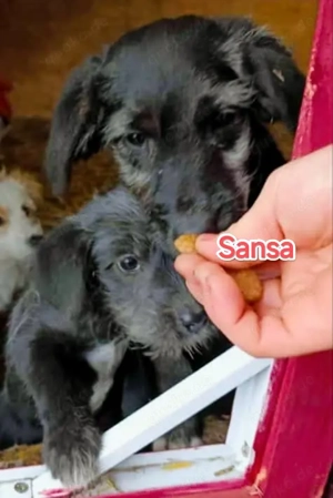 Sansa sucht ihre Menschen