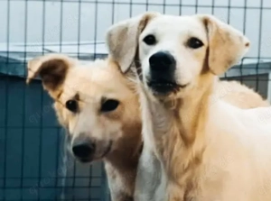 Sophia braucht ein liebevolles Zuhause für immer