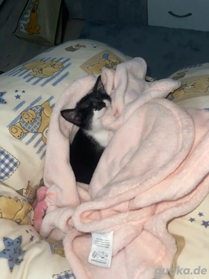 verkaufe meine babykatze 