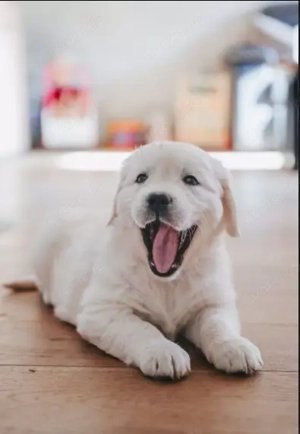 Reinrassige Golden Retriever Hündin mit Ahnentafel