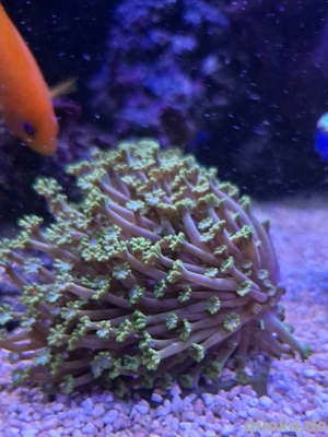 Meerwasser Korallen Alveopora Aquarium 