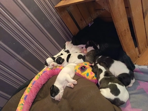 Französische Bulldogge Welpe Mädel