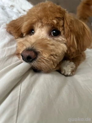 Maltipoo Deckrüde KEIN VERKAUF Bild 3