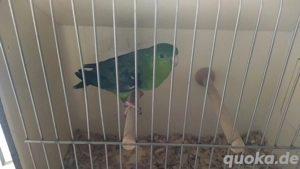 Katharinasittiche zu verkaufen 