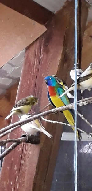 Glanzsittiche abzugeben 