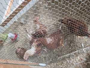 5 Junge Gockel Abzugeben .