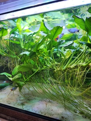 Anubia Ableger abzugeben 