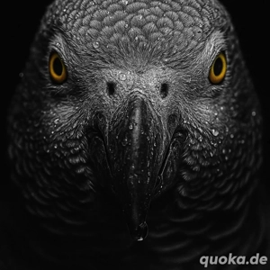 Graupapagei gesucht, kein Verkauf