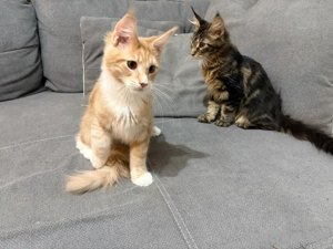 Sehr sozialisierte und reinrassige Maine Coon Kitten suchen Ihr neues Zuhause