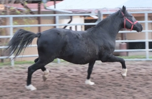 Kleinpferdstute Maja