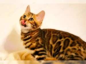 Wunderschönes reinrassiges Bengal-Kätzchen