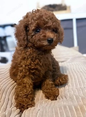 Niedliche Toypudel-welpen