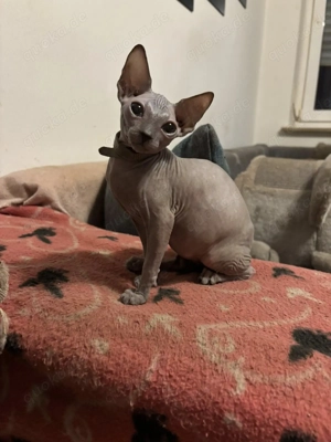 Kanadische Sphynx Kitten