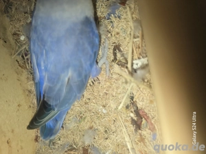 wunderschöne rosenköpfchen pärchen 