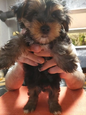 süsse yorki mix welpen 10 wochen alt 