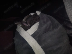 Zu verkaufen sehr süße Hundi